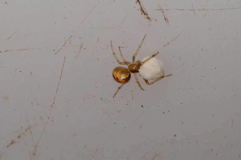 Theridion_ZZ630_D7868_Z_88_North Stradbroke island_Australie.jpg